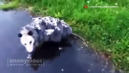 Animals Funny Video Compilation | Adorable Animals Edition [HD]