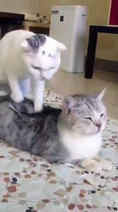 CAT MASSAGE ... hehe .. must watch