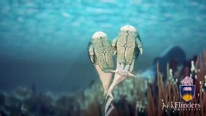 Microbrachius dicki: The Earliest Known Animal to Practice Internal Fertilization