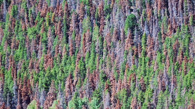 Rocky Mountain Forests at Risk: The Growing Impacts of Climate Change