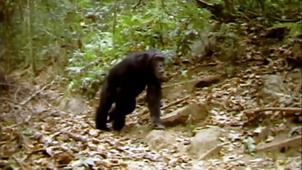 Becoming Human First Steps HD