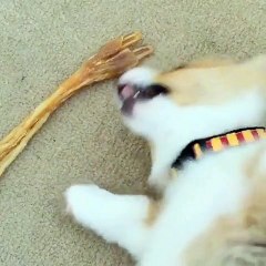 Corgi can't be bothered to get up to chew on her treats or rope!