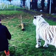 Enzo the tiger loves Lewis and vice versa!