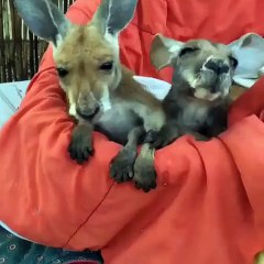 Feeding time for the baby kangaroos!