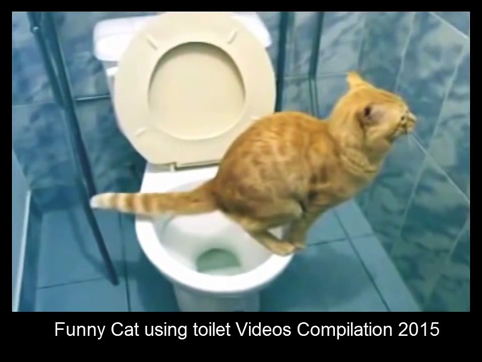 Funny Cat using toilet Videos Compilation 2015 Funny Animals Video