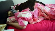 Cats Waking Up Owners Compilation