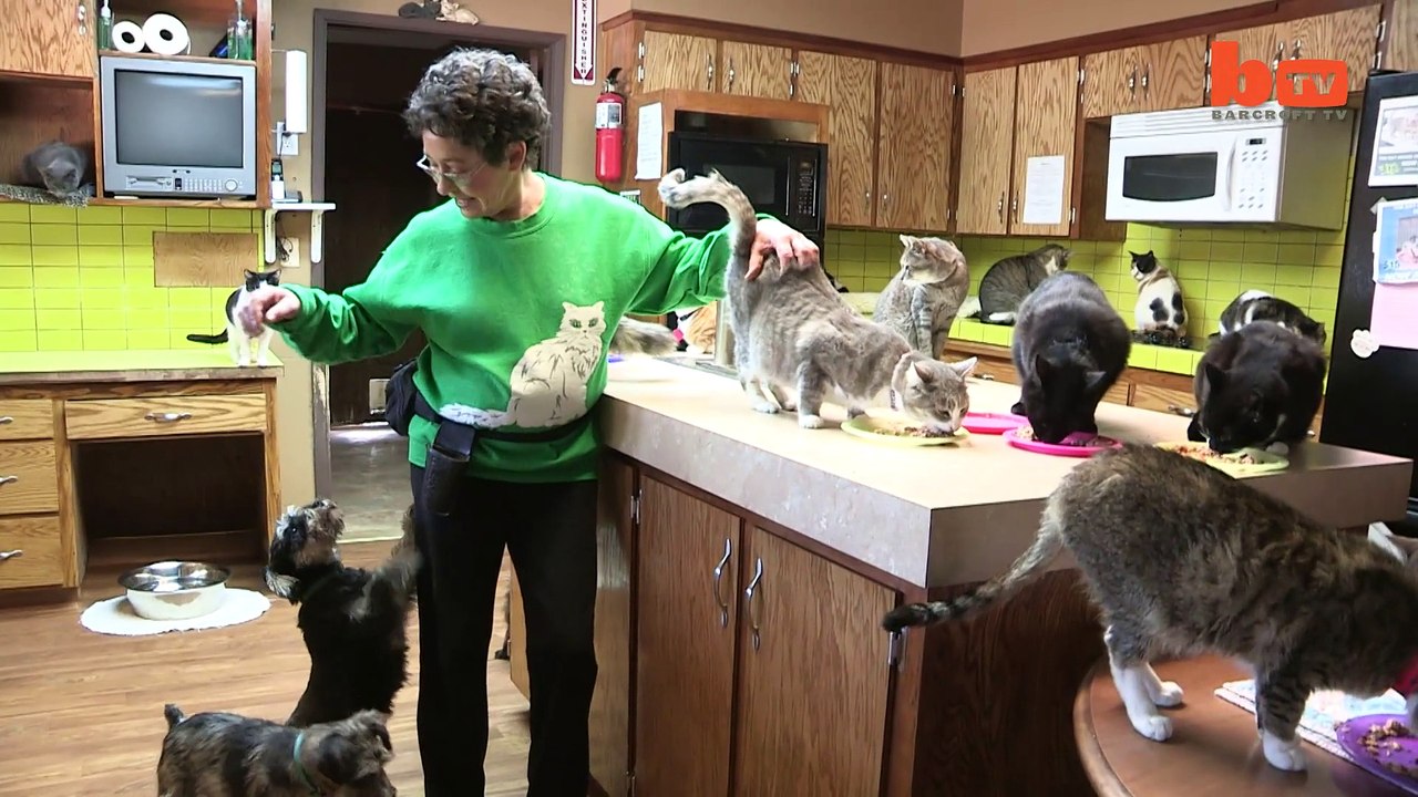 Cats lovely