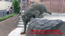 Asian elephants use trunks like leaf blowers
