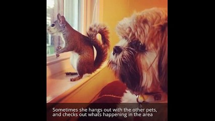 Meet Jill: the most famous pet squirrel on the Internet