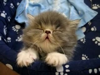 Un petit chaton qui fait dodo