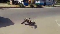 Animal Fighting | Angry Animals Fighting On the Road