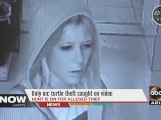 Turtle theft at pet shop caught on camera