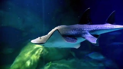 Viktor Troicki visits Melbourne Aquarium (720p Full HD)