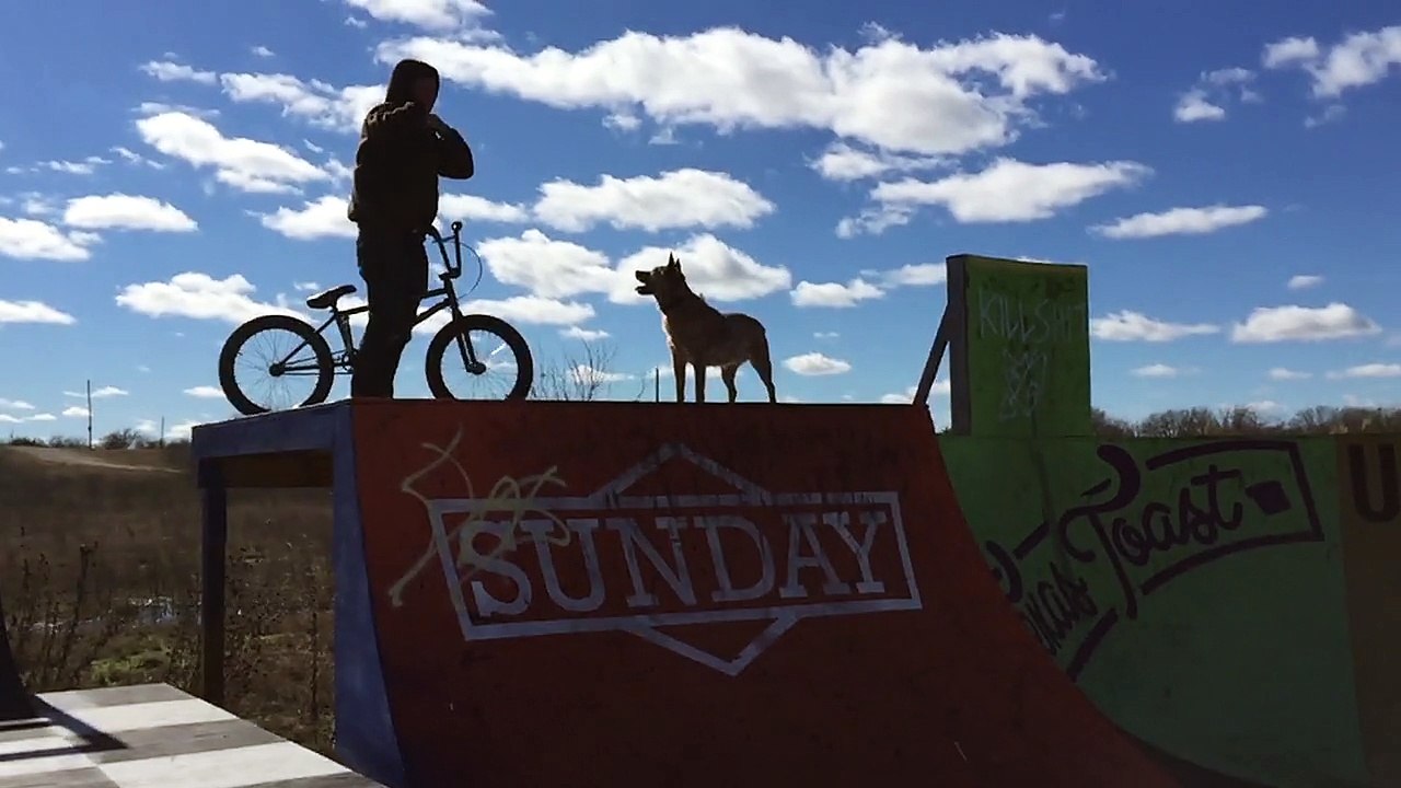 Dog Does Trick at Skatepark