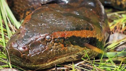 Giant Anaconda vs crocodile ☆ Animals Attack