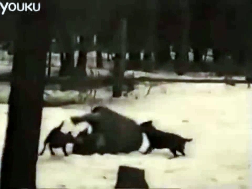 Two Dogs attacking Huge Bear in Russian Forest video Dailymotion