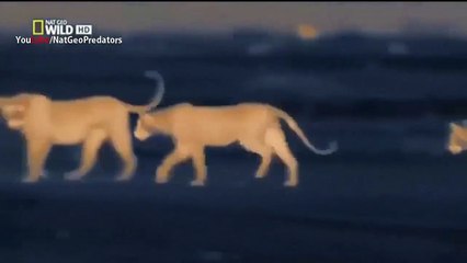 Night Of The King Lion  (National Geographic)
