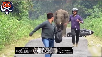 Elephants attacks human/car - Animals attack human - Animals attacks videos