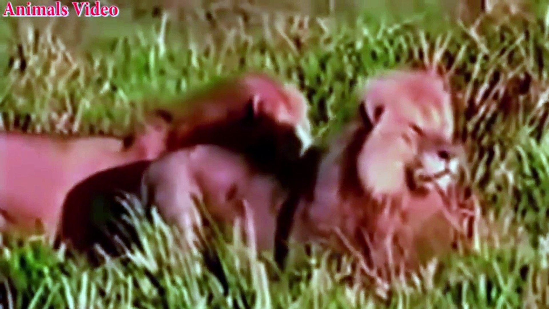 ⁣lion attack hyena - Lion vs Hyena to the death