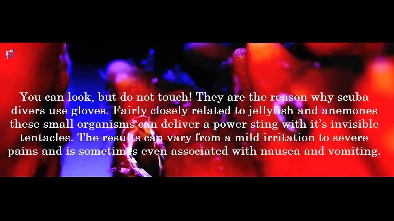 Top 10 world\'s deadliest sea creatures HD