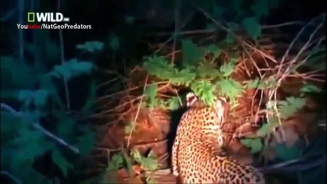 Leopards The Secret Life (National Geographic)