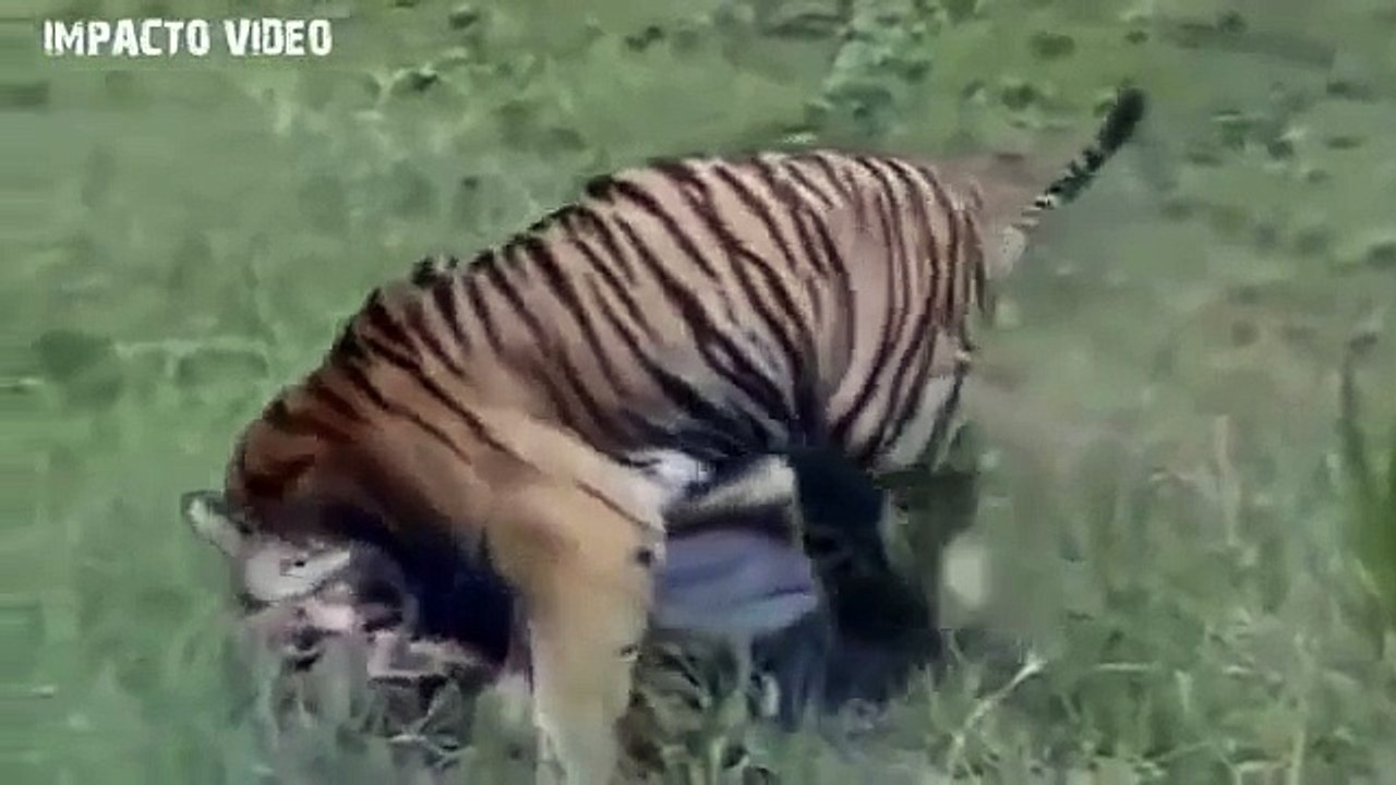 WILD ANIMALS ATTACK HUMAN | PART 11 |