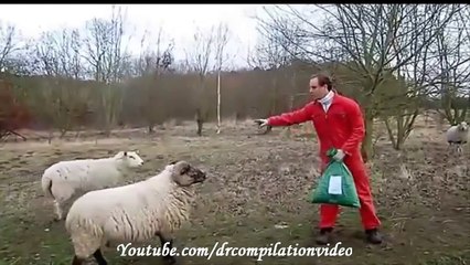 WILD ANIMALS ATTACK HUMAN || DANGEROUS ||