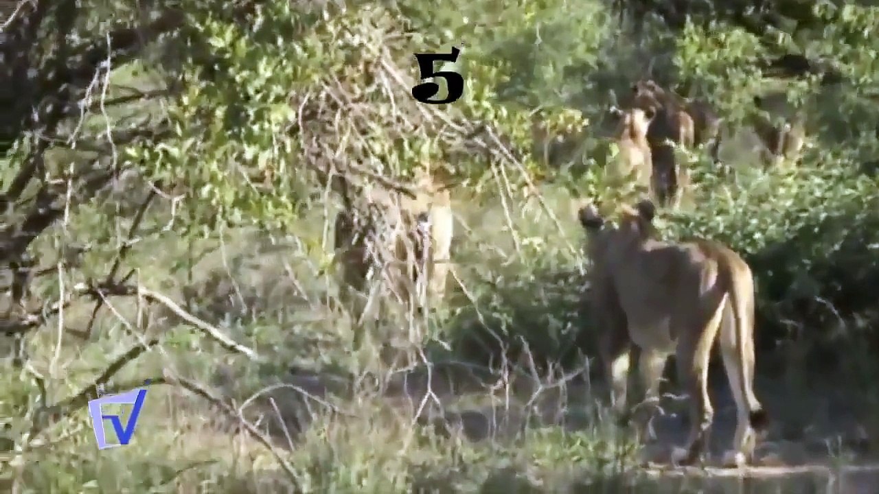 Lion attack Gazelle Top 10 HD