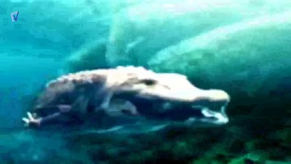 shark vs crocodile Brief review & best attack HD