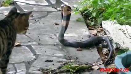 Cats & Snakes Fighting Real Life ☆ Animals Attack