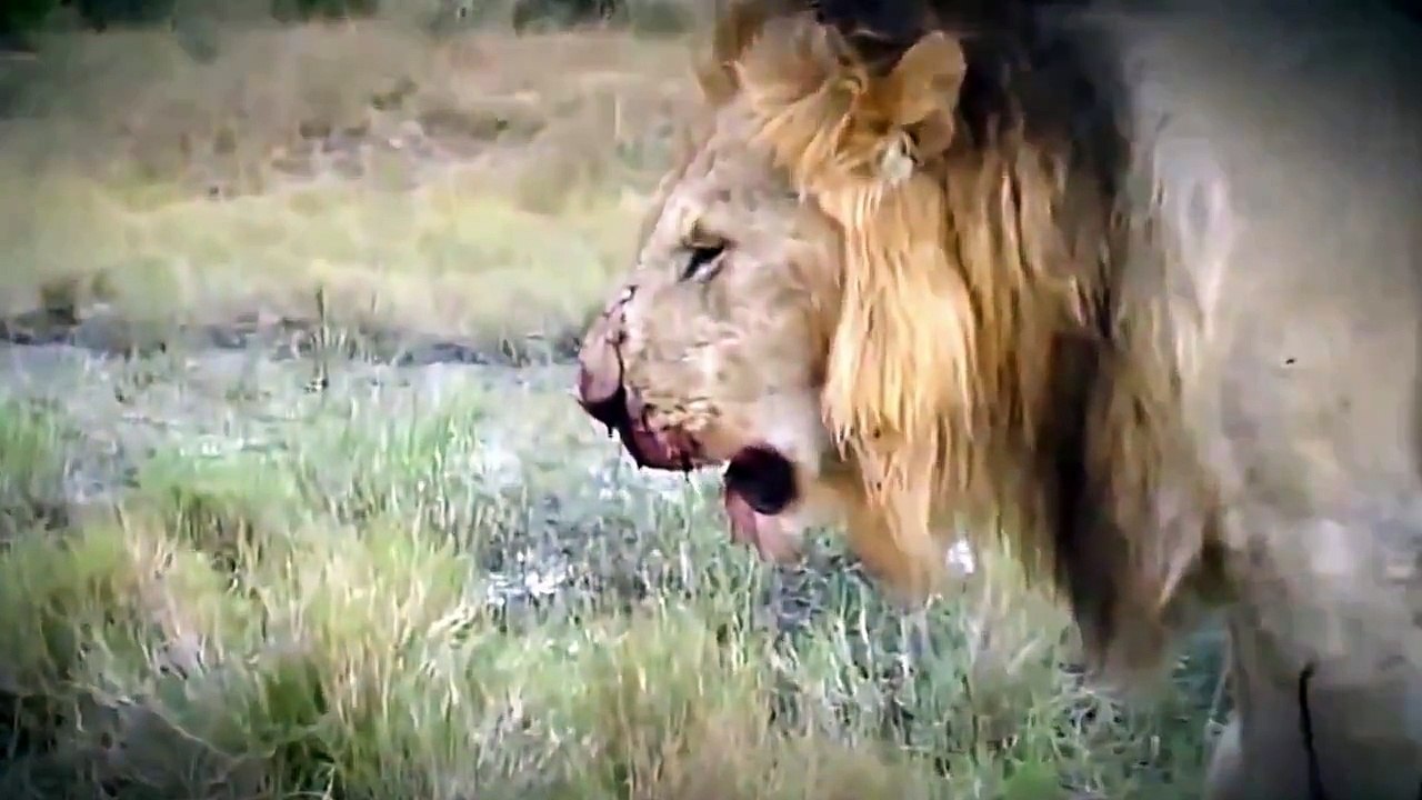 Lion vs Lion Lion vs Lioness fight || Big Lion vs Lion