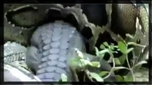 Giant Snake Eats Crocodile Real Fight