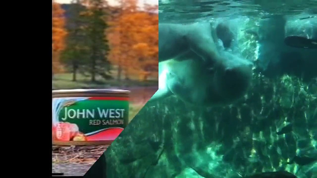 Bear Attack, Animal Fighting Videos Compilation 2