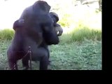 Gorilla Crazy Fight! Watch it!Gorila loco lucha!