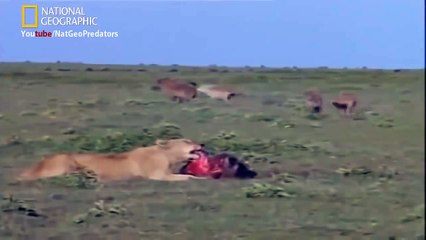 Lions Vs Hyenas Brutal War (National Geographic)