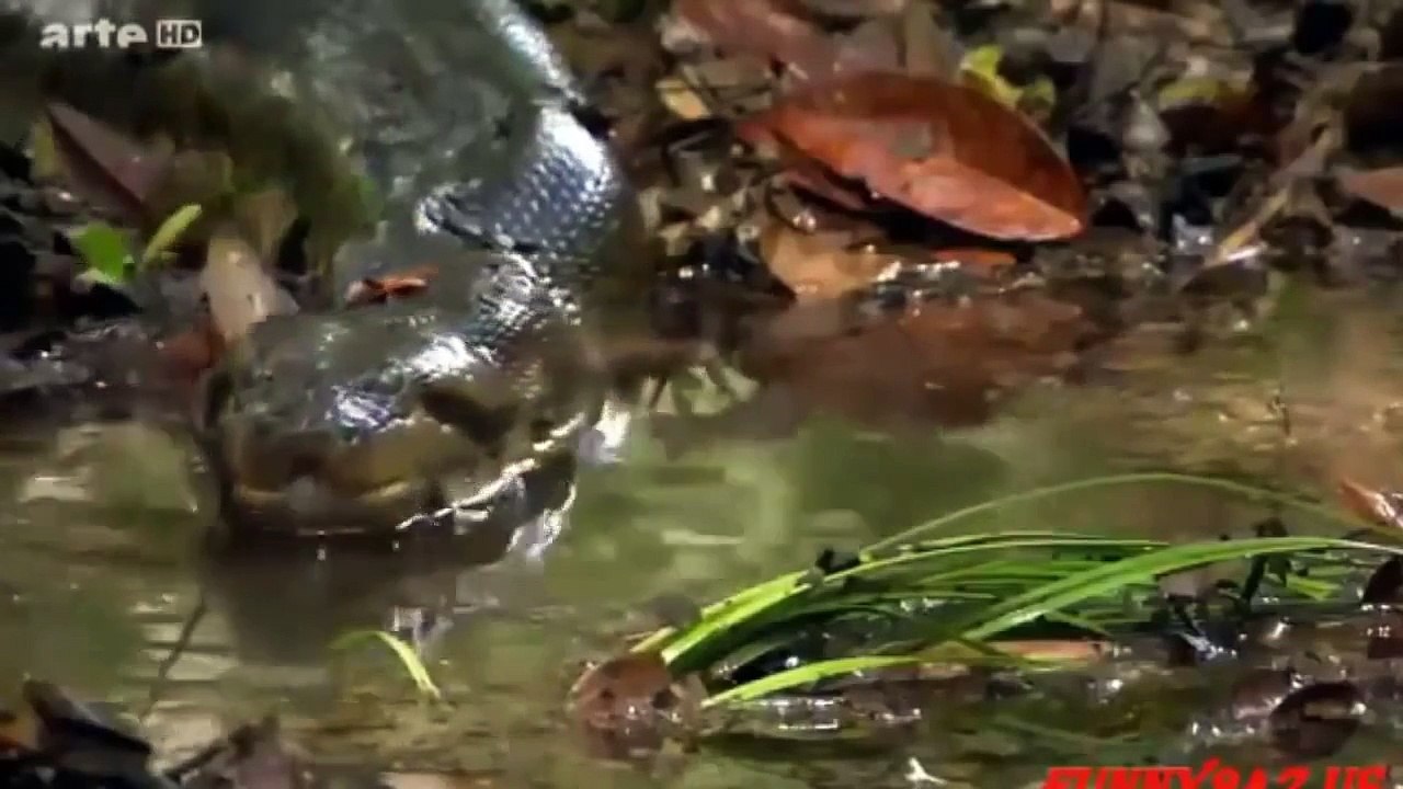 Giant Anaconda vs Lion vs Tiger Great Python vs Lion Real Fight