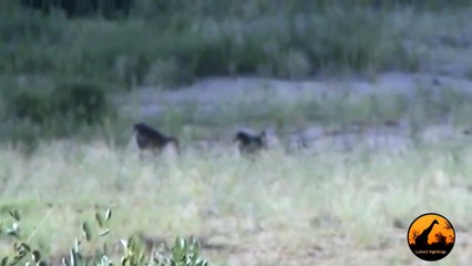 Baboons Killing Vervet Monkeys - 14 April 2012 - Latest Sightings