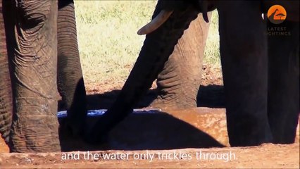 Elephants Fight Over Water With Trunks - Latest Wildlife Sightings