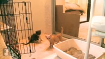 The Ultimate Kitten Fight! - Kitten Love