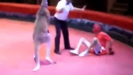lol..boxing match between man and kangroo