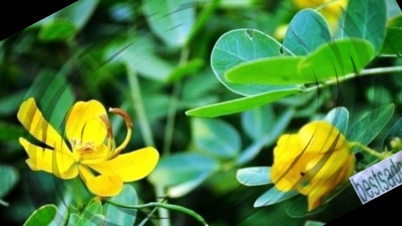 Как в домашних условиях вырастить Арахис