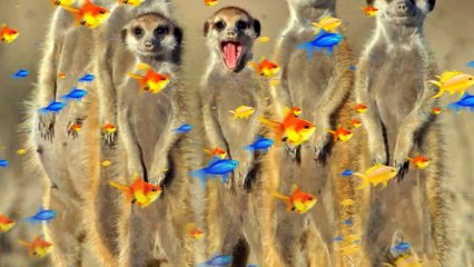 Интересные Животные Сурикаты