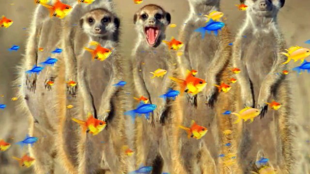 Интересные Животные Сурикаты