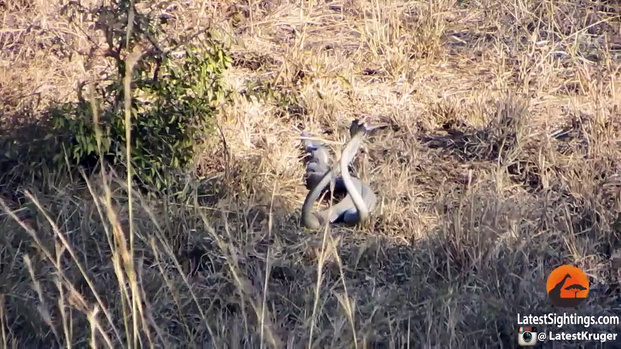 Mating Black Mamba Snakes