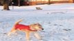 Watch D.C.'s dogs try their hardest to convince grumpy humans snow is fun