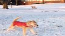 Watch D.C.'s dogs try their hardest to convince grumpy humans snow is fun