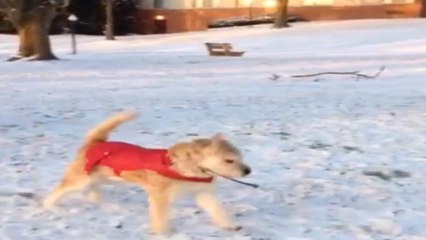 Watch D.C.&apos;s dogs try their hardest to convince grumpy humans snow is fun
