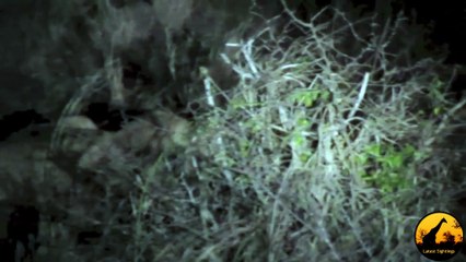 Lion and Porcupine Interaction - Latest Wildlife Sightings