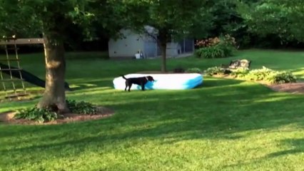 Dog Wants to Join The Pool Party