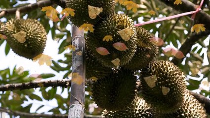 Интересные и Необычные Растения Дуриан